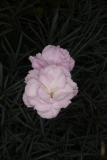 Dianthus 'Inchmery' RCP7 2015 (11).JPG